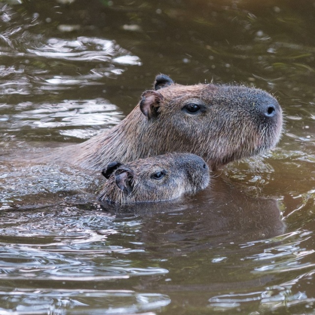 Wasserschwein