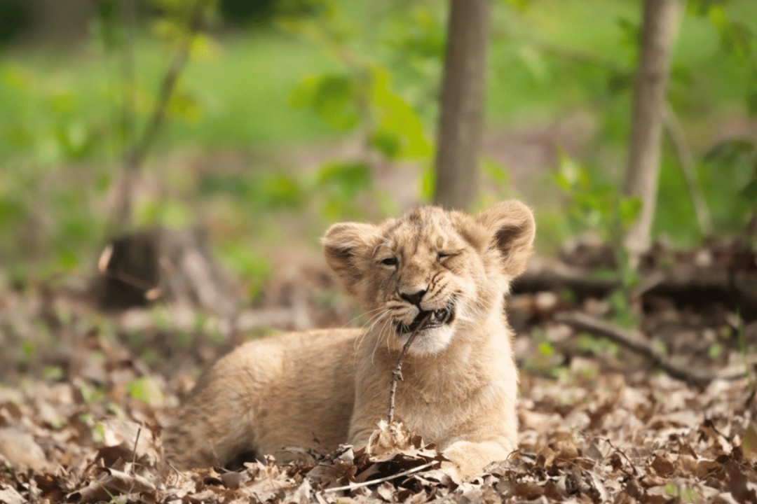 Bild für Sommer Nachmittag im Zoo