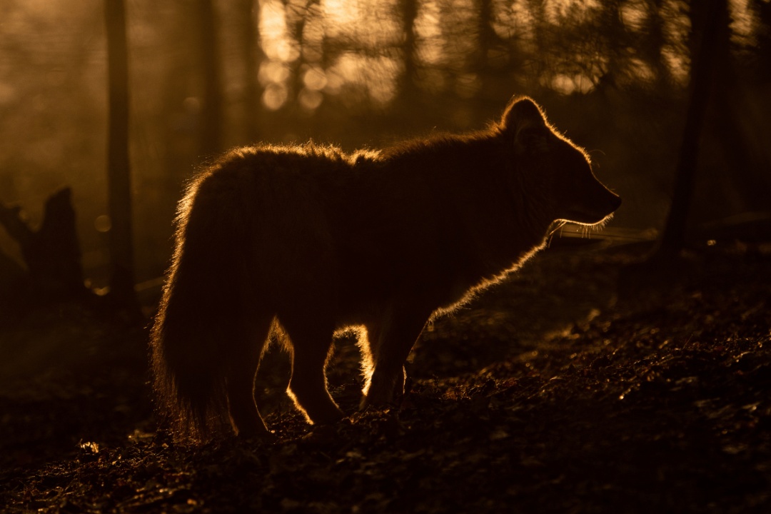 Bild für Nachtsafaris 2026