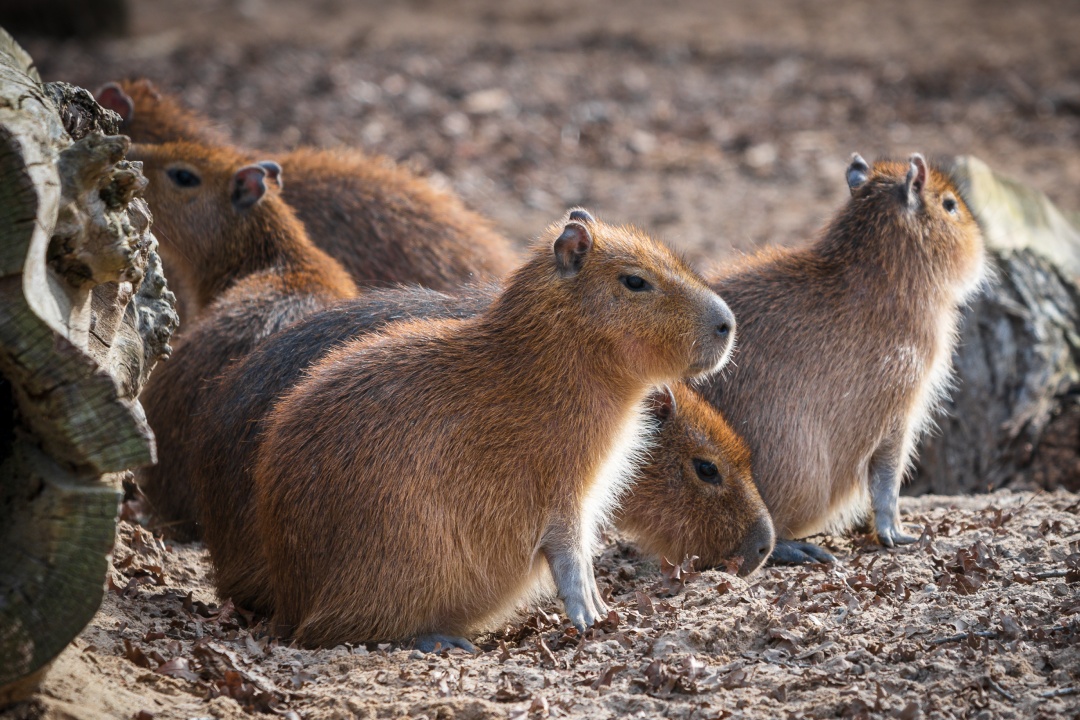Bild für Sommersafari 2026