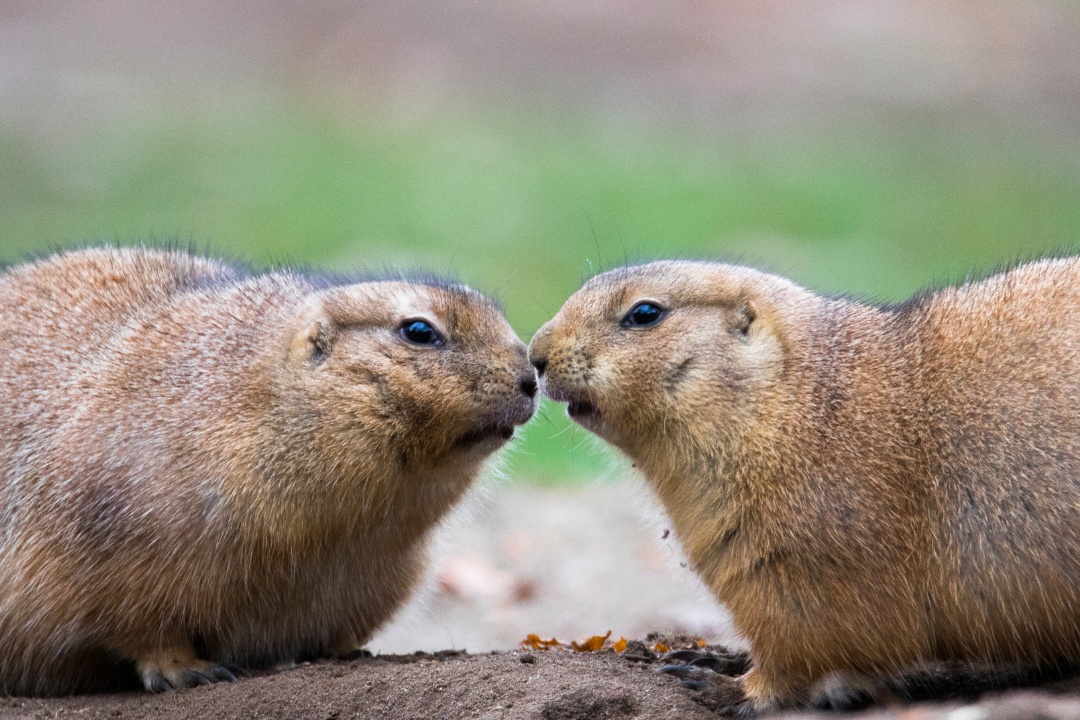 Bild für Valentinstag im Zoo