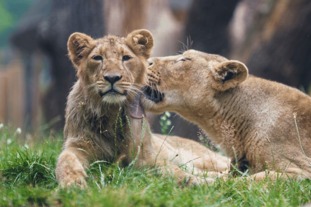 Bild für Valentinstag im Zoo