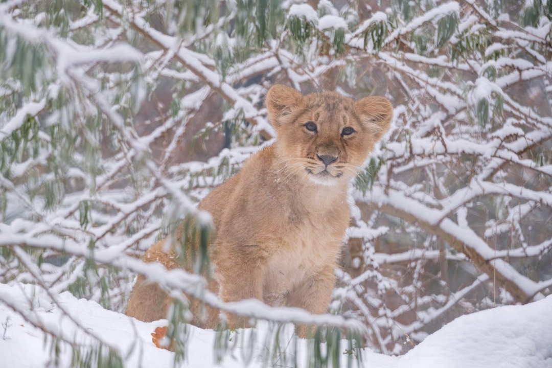 Bild für Wintersafaris 2026