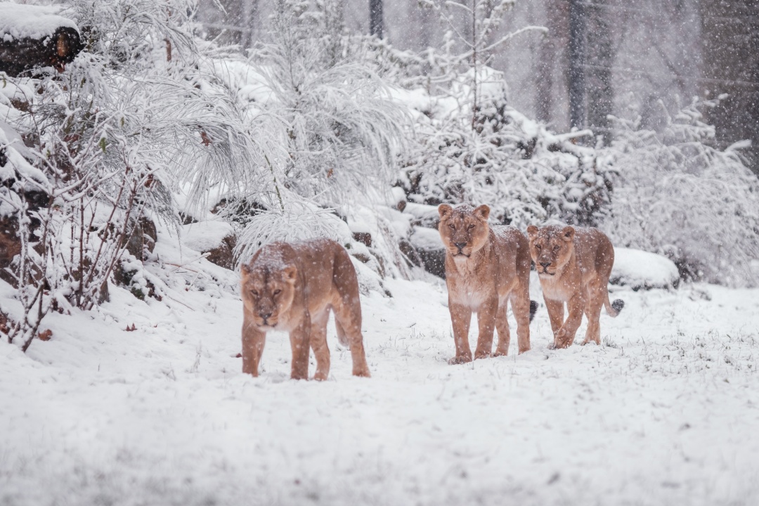 Bild für Wintersafari 2025