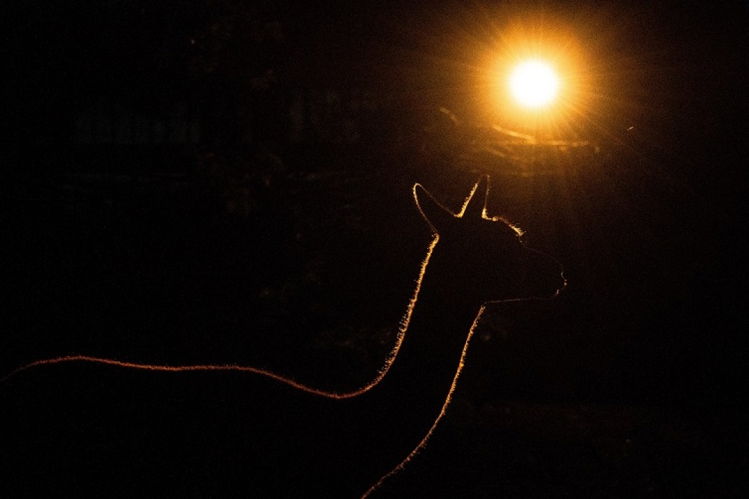 Abendsafaris 2025