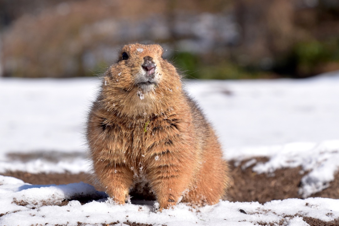 Bild für Wintersafari 2025