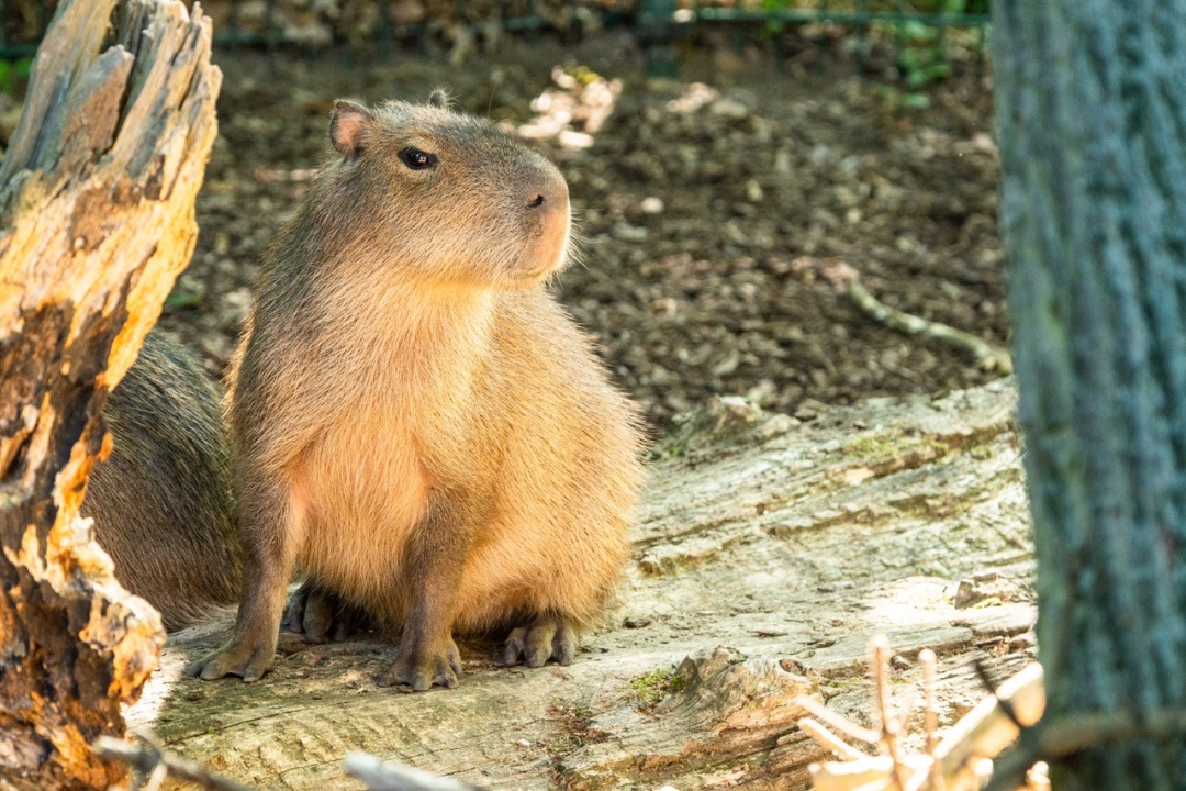 Bild für Tierbegegnung Capybara