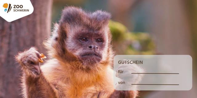 Design: Kapuzineraffe